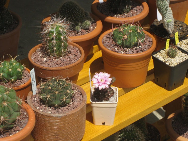 Gymnocalycium friedrichii 