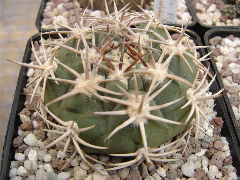 Gymnocalycium ferocior STO 9x- 1365