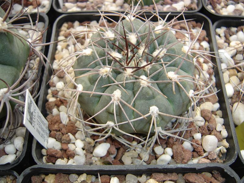 Gymnocalycium ferrarii 