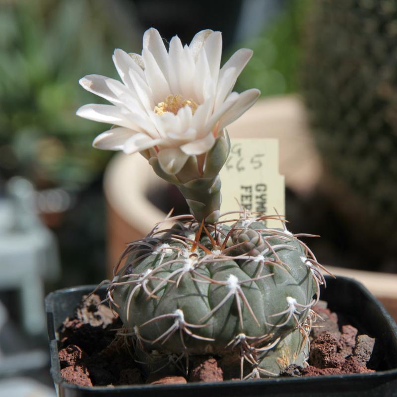 Gymnocalycium ferrarii 