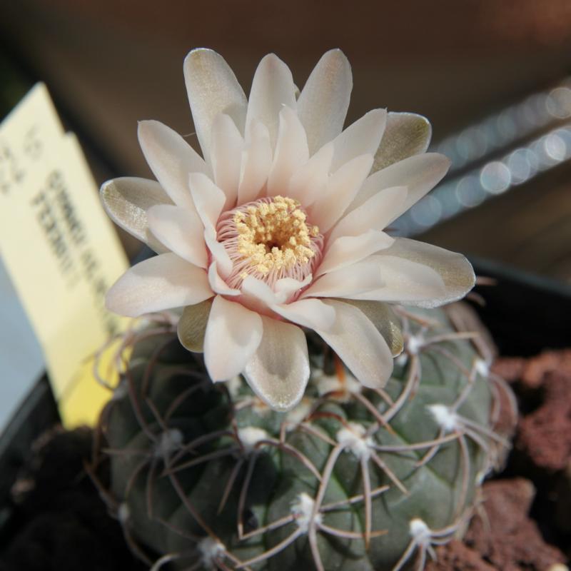 Gymnocalycium ferrarii 