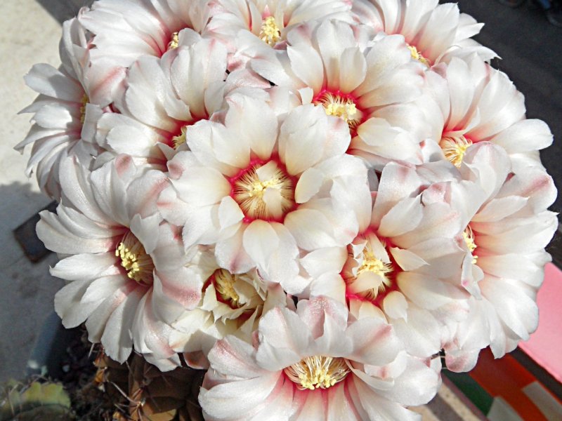 Gymnocalycium quehlianum 