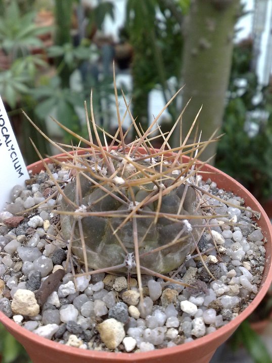 gymnocalycium gibbosum v. nobile 