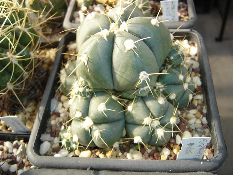 Gymnocalycium horstii HU 79