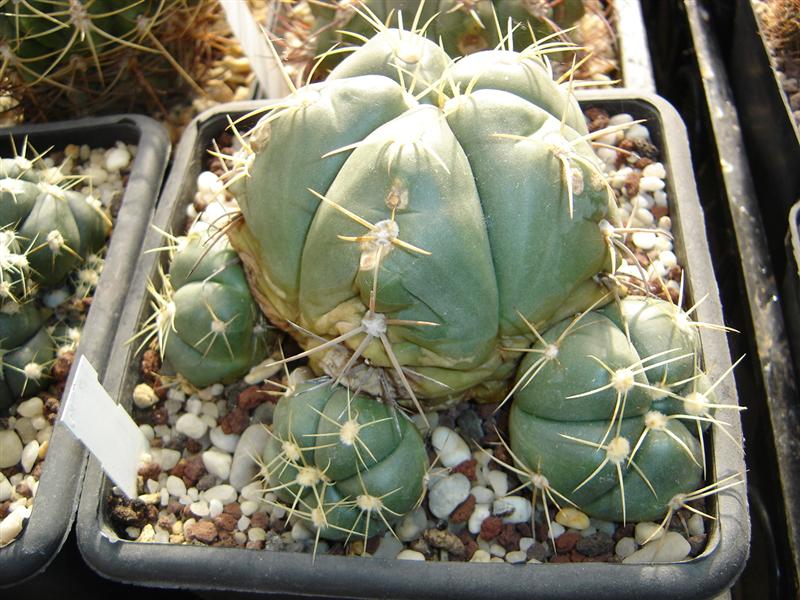 Gymnocalycium buenekeri WG 60