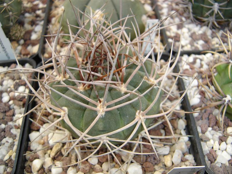 Gymnocalycium ferox STO 87-11-1