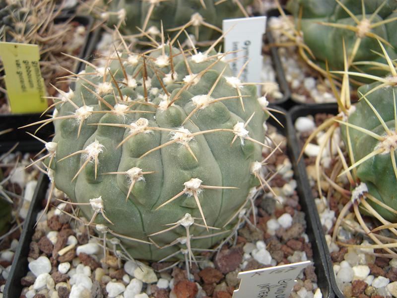 Gymnocalycium intermedium P 113