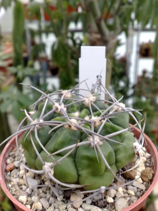 Gymnocalycium intertextum 