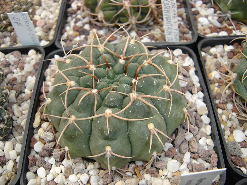 Gymnocalycium knollii WO 66