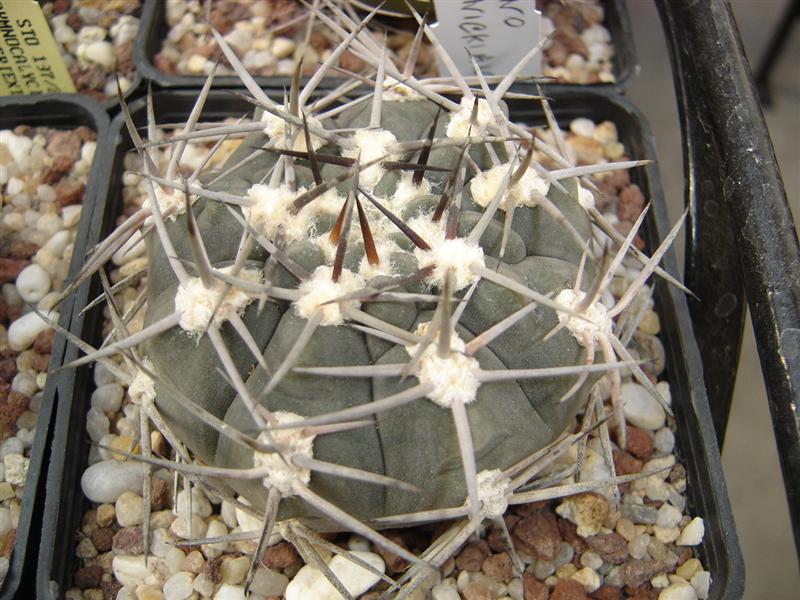 Gymnocalycium mazanense BKS 122