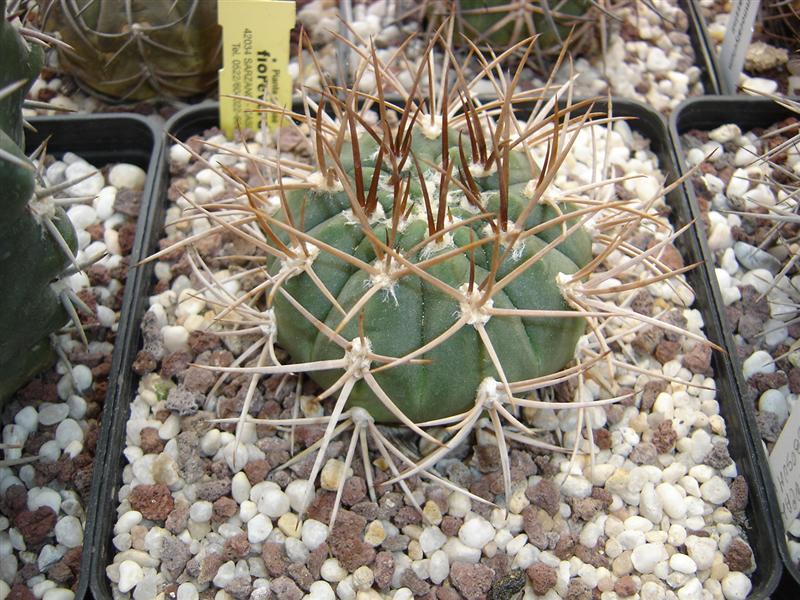 Gymnocalycium mazanense v. polycephalum P 223