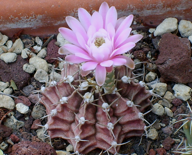 Gymnocalycium stenopleurum 