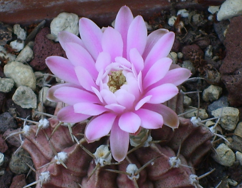 Gymnocalycium stenopleurum 