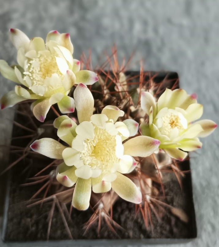 Gymnocalycium schickendantzii 