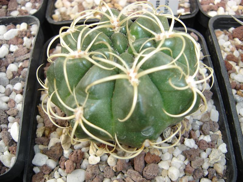 Gymnocalycium monvillei LF 95c