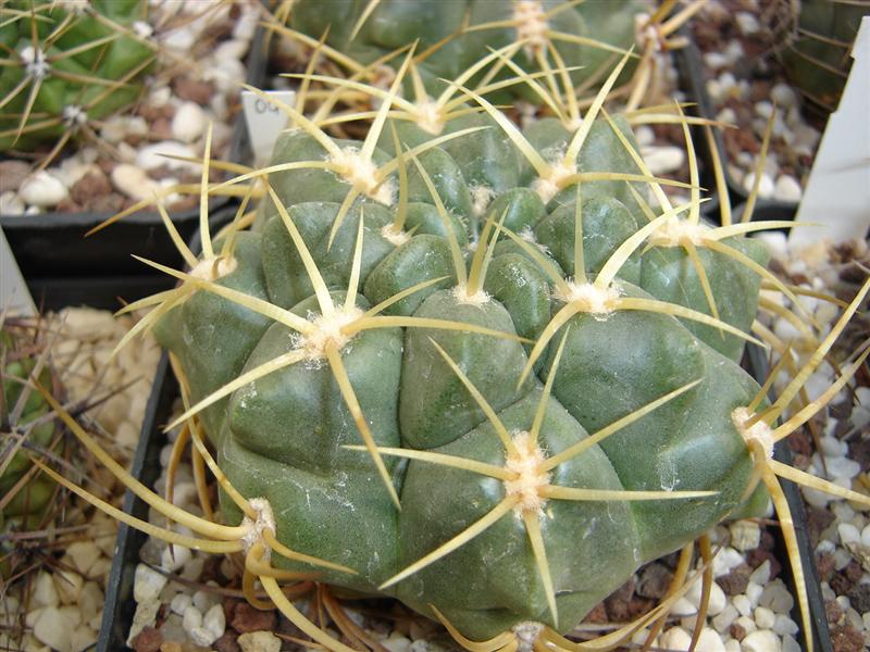 Gymnocalycium monvillei STO 869