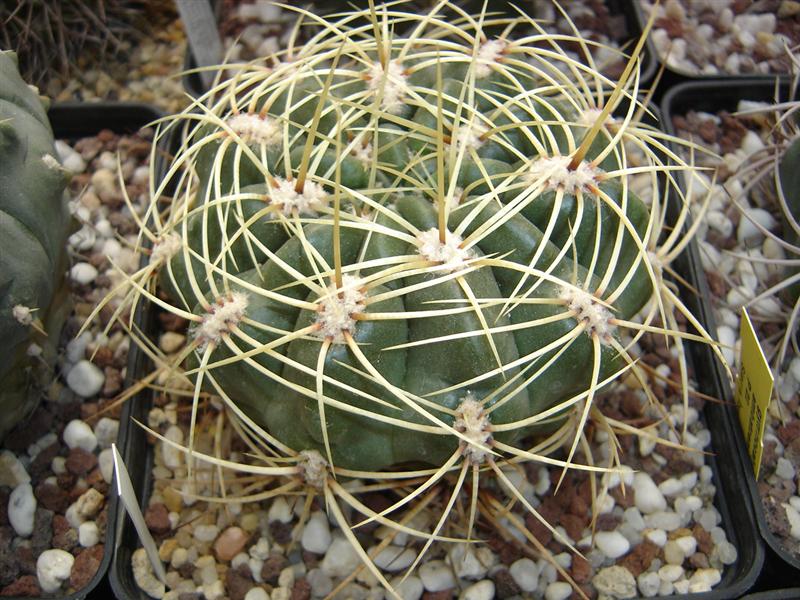 Gymnocalycium monvillei v. steineri P 182