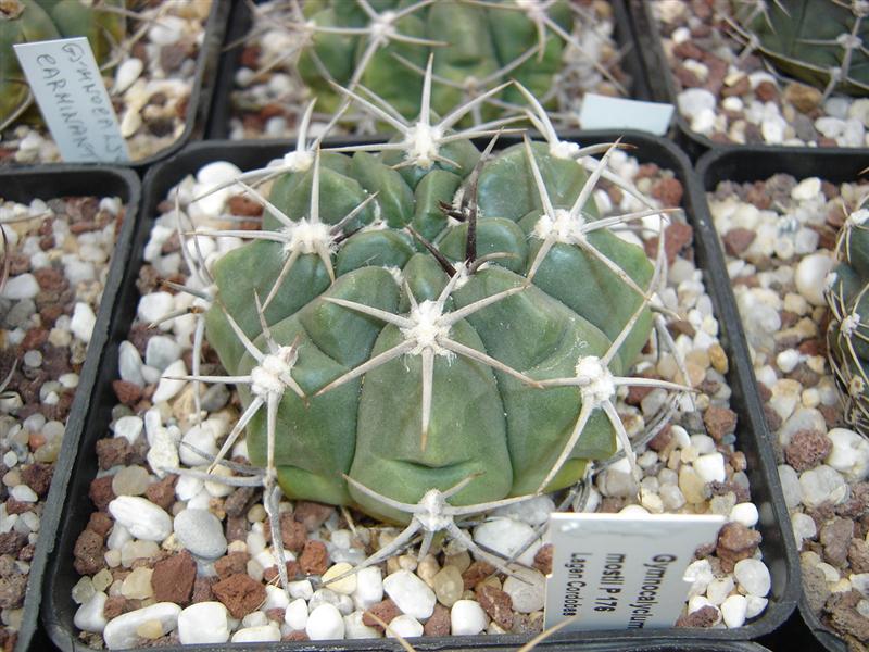 Gymnocalycium mostii P 176