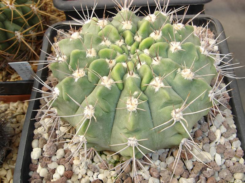 Gymnocalycium mostii STO 87-002