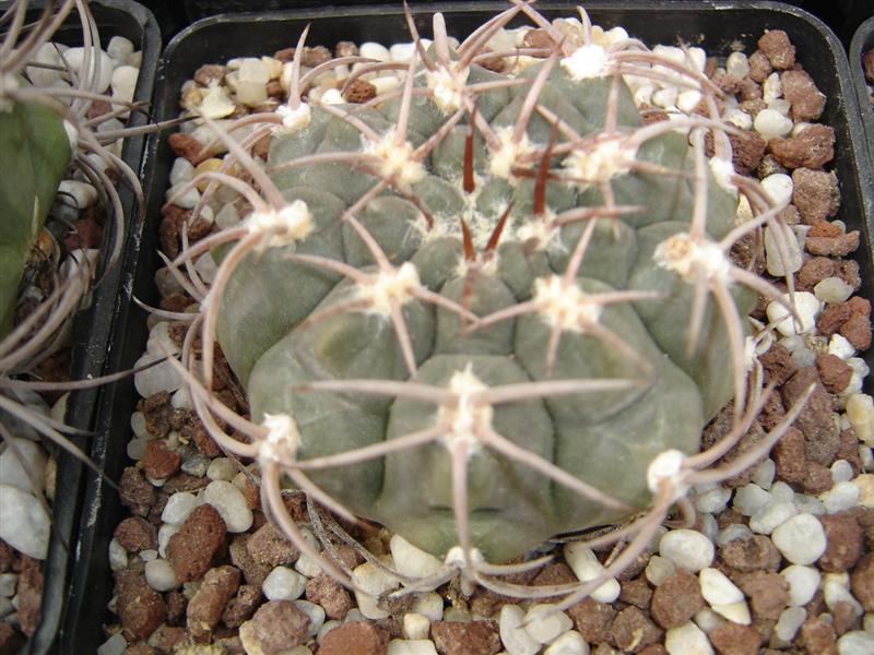 Gymnocalycium mucidum P 36