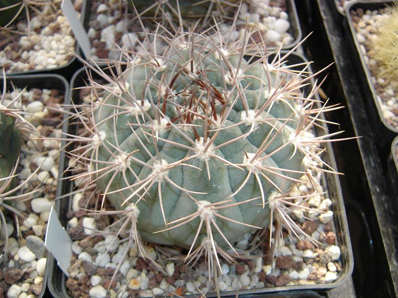 Gymnocalycium nidulans P 138