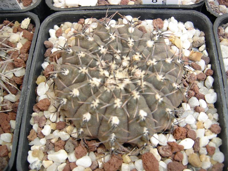 Gymnocalycium occultum P 131