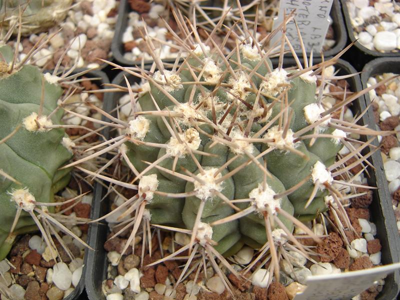 Gymnocalycium ochoterenae v. scoparium LB 383