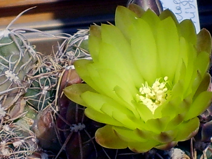 Gymnocalycium paraguayense 