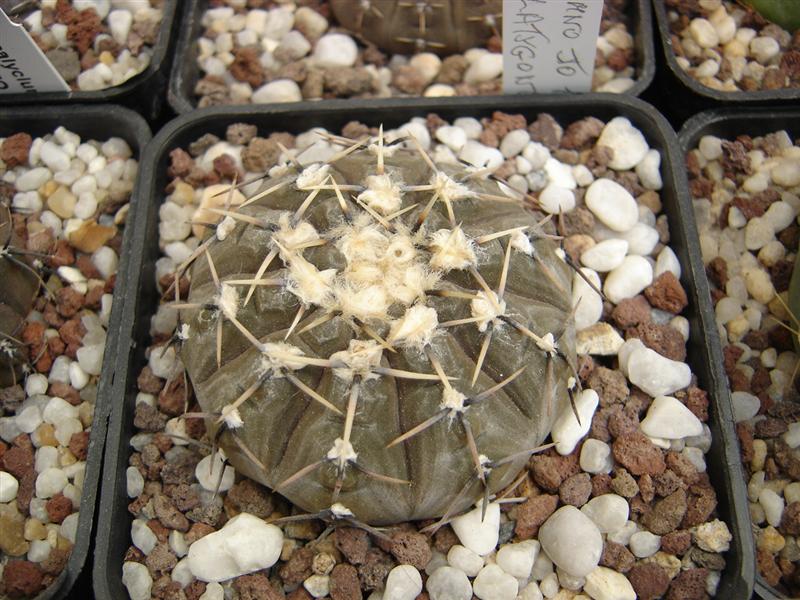 Gymnocalycium platygonum P 216