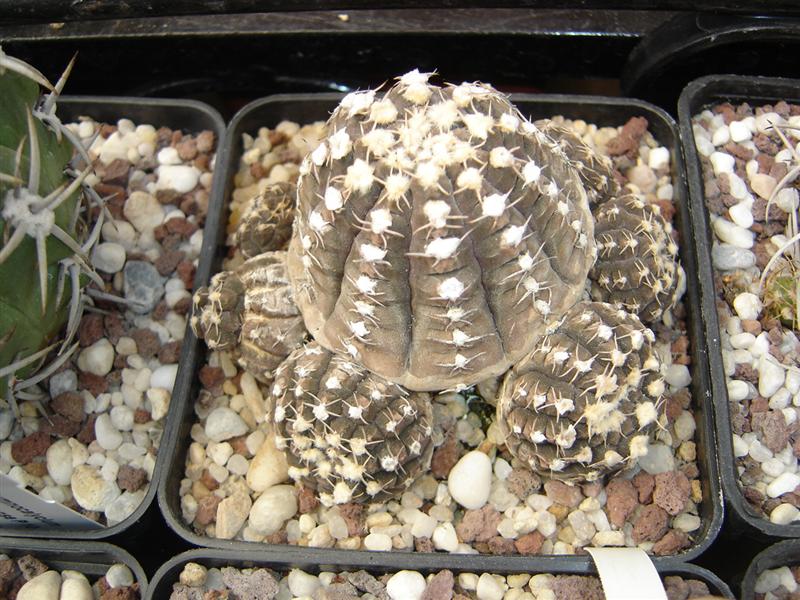 Gymnocalycium ragonesei R 224