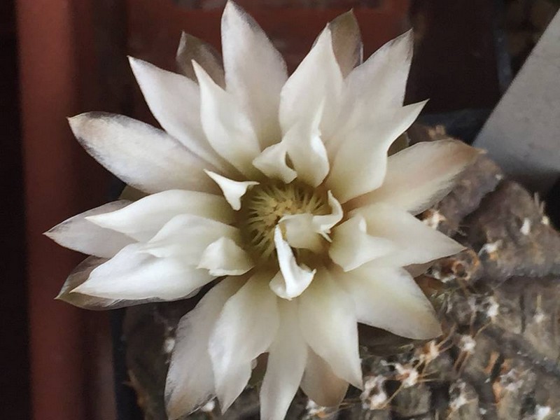 Gymnocalycium ragonesei 