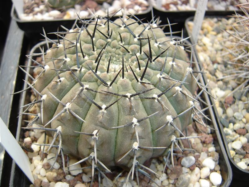 Gymnocalycium riojense 