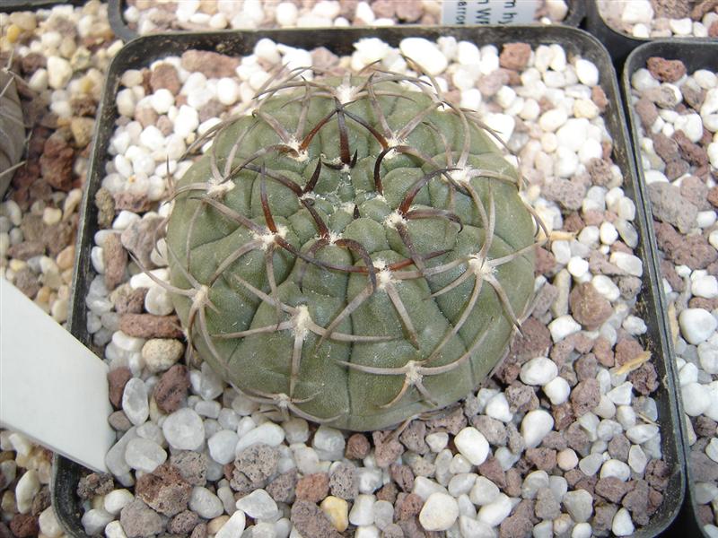 Gymnocalycium riojense STO 21-10