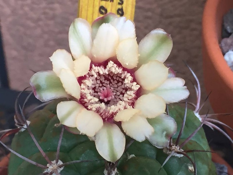 Gymnocalycium pflanzii 