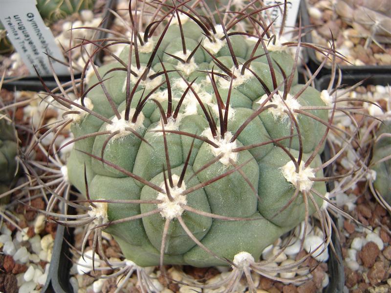 Gymnocalycium saglionis ZJ 212