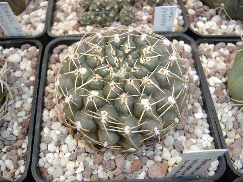 Gymnocalycium schroederianum HU 1425