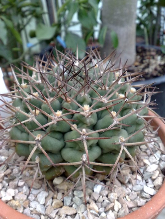 Gymnocalycium schickendantzii v. michoga 