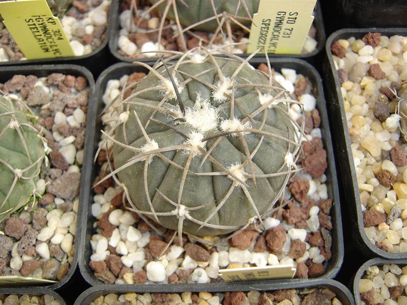 Gymnocalycium spegazzinii BKS 31