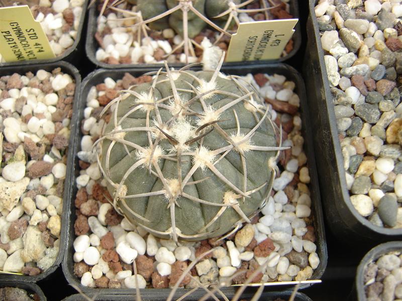 Gymnocalycium spegazzinii P 43