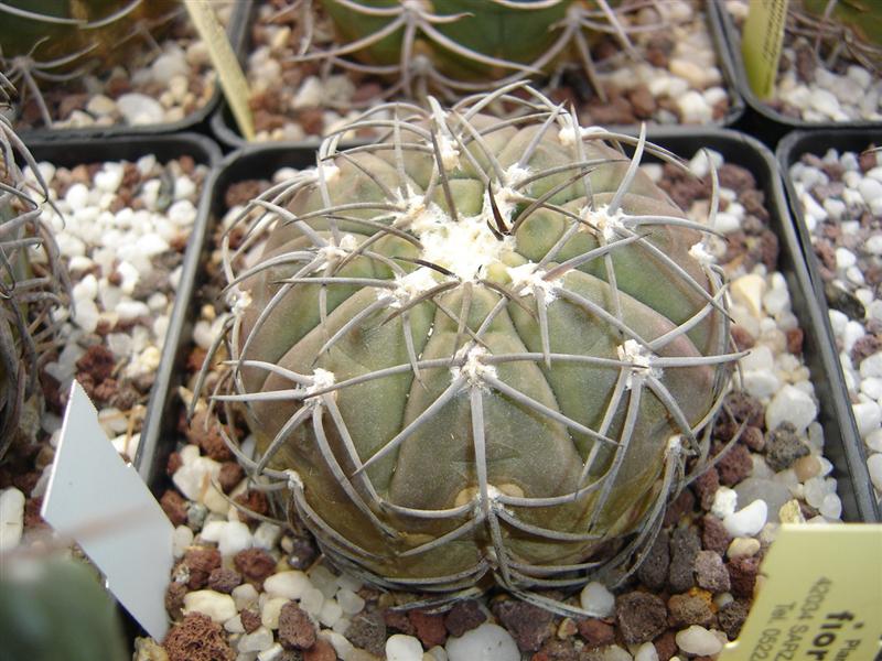 Gymnocalycium spegazzinii v. punillense 