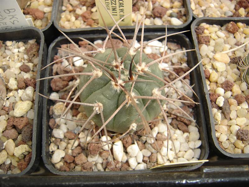 Gymnocalycium spegazzinii VS 103