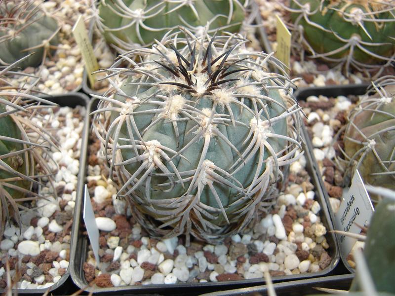 Gymnocalycium spegazzinii v. horizontalonium 