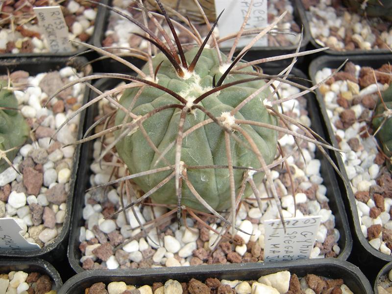 Gymnocalycium spegazzinii v. major 