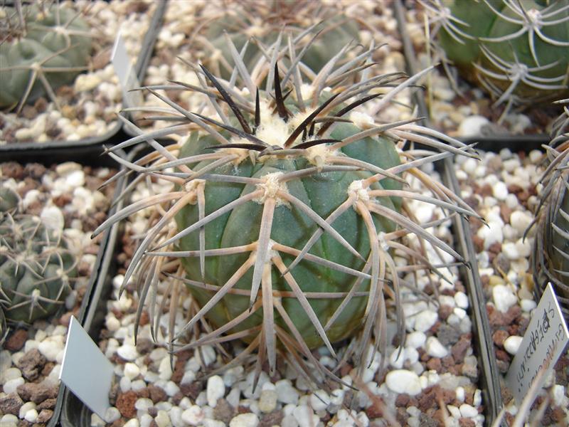 Gymnocalycium spegazzinii v. major 