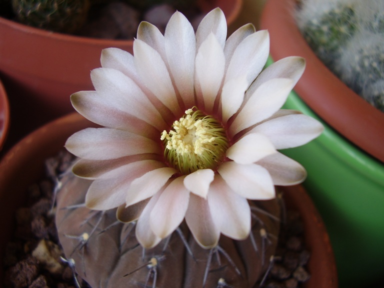 Gymnocalycium stellatum 