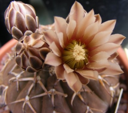 Gymnocalycium stellatum 