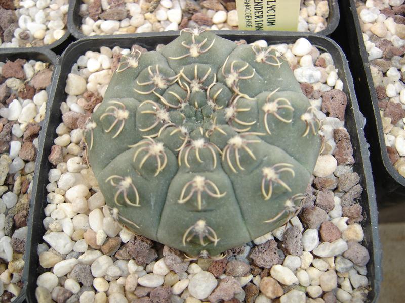 Gymnocalycium stellatum v. kleinianum SH 92-1417