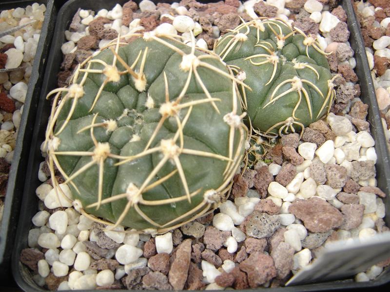 Gymnocalycium uruguayense SCHL 103