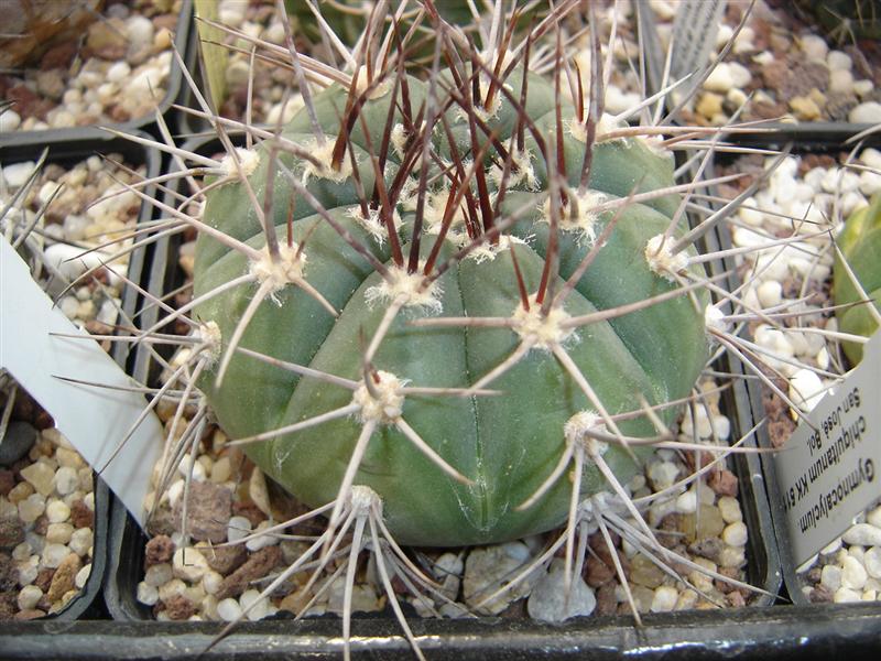 Gymnocalycium valnicekianum P 83a