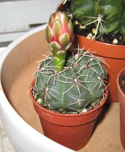 Gymnocalycium baldianum 